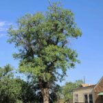 landscaping lubbock tx​