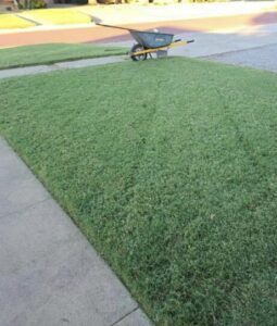 frisco roofing